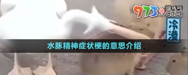 水豚精神症状梗的意思介绍