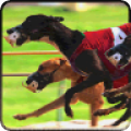 Greyhound Dog Racing 3D